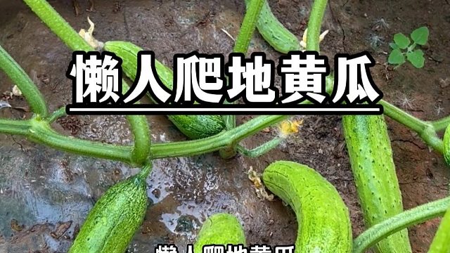 懒人要想种好菜，一定试试这个爬地黄瓜