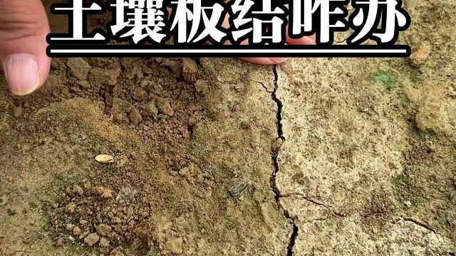 土壤板结咋办？快来试试稻谷壳，解决种菜大问题！