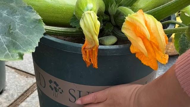 花盆可不光能种花，种几颗西葫芦吧
