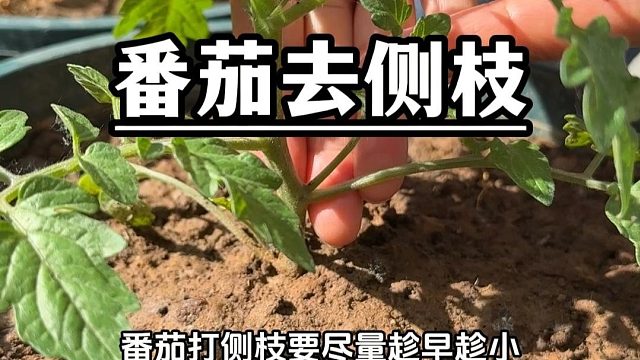 番茄去侧枝的正确打开方式