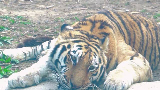 老虎喝水居然这么可爱