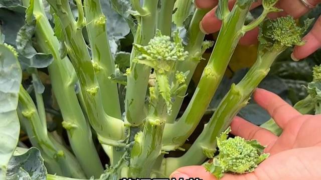 西蓝苔太能抽薹了，你也种吧