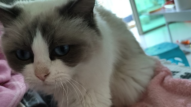 儿啊。老板小姨家的猫好看不