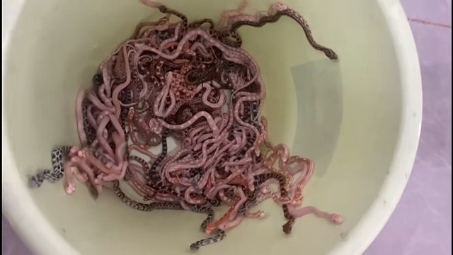 用盆装的玉米蛇