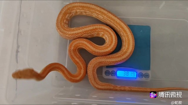 奶昔显直新成体 381g