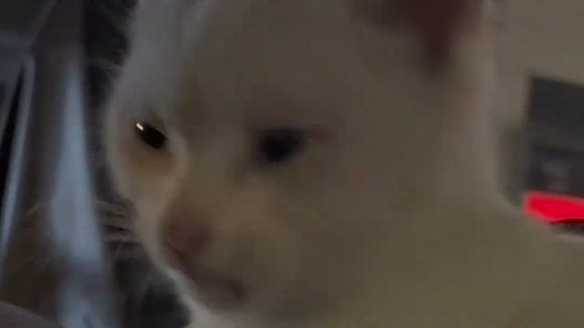 一周内同一小区第二只流浪猫被泼胶水！虐猫者的残忍，何时能被法律严惩？