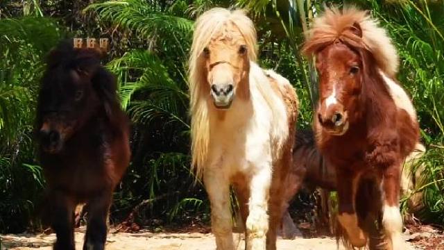 接！海野萌马天团花式送福
