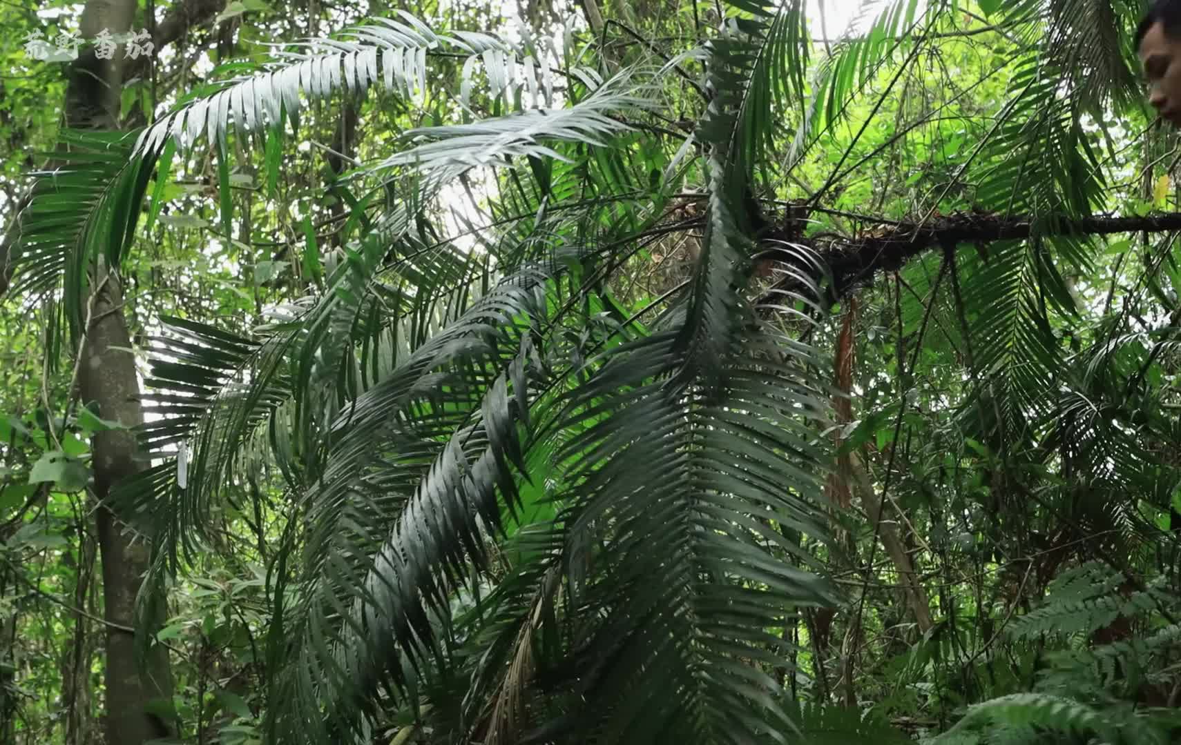 男人倚靠两棵大树，建造出带石炉的鸟巢树屋 (2)