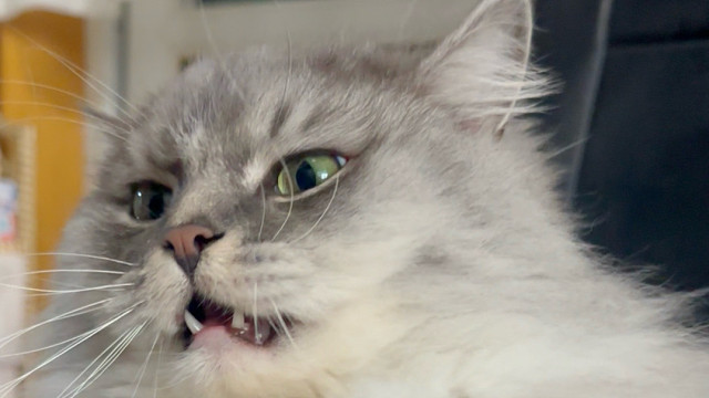 小猫舒克很不高兴为你服务