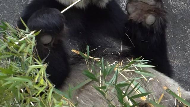 给大家表演一个花式剥竹子