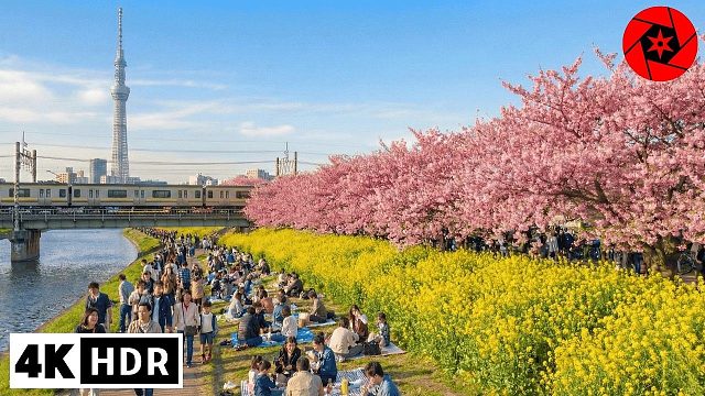 【4K HDR 60帧】放松解压：东京早樱风景漫步河津樱提前绽放！260223 作者：VIRTU