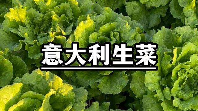 意大利生菜该播种了
