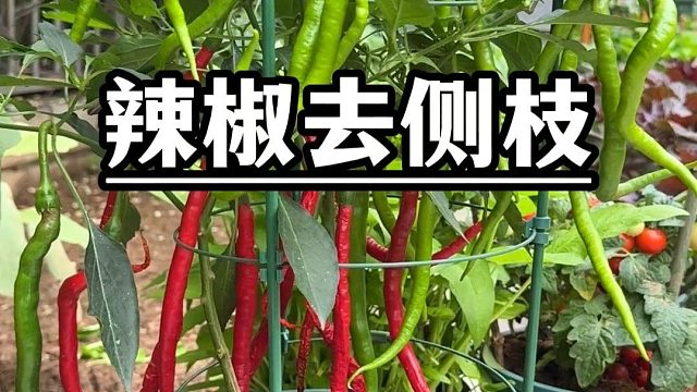 辣椒去侧枝，这样才对