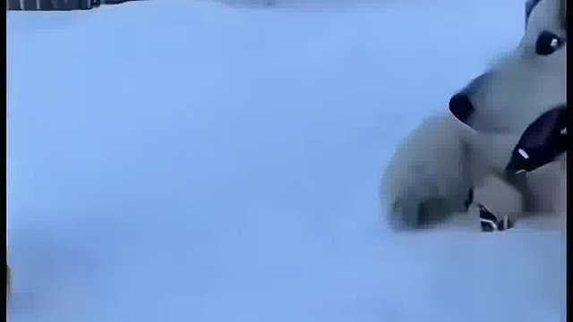 花豹闯入狗窝叼走小狗崽，猫咪合力营救