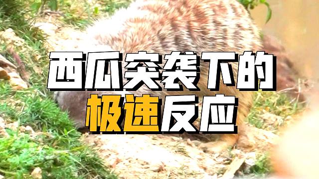 快来围观细尾獴打洞