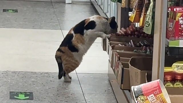 大号老鼠，三花猫逛便利店直接“偷”零食，网友：这是老手吧！