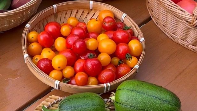 小院总是能给人带来惊喜