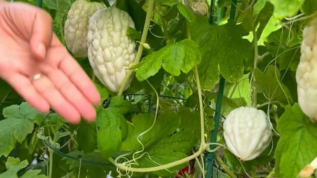 真没想到，花盆种的苹果苦瓜结这么多