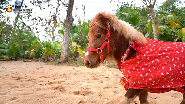 跟着 BGM《快乐的小马》，一起在海野奔赴春日、拥抱自然