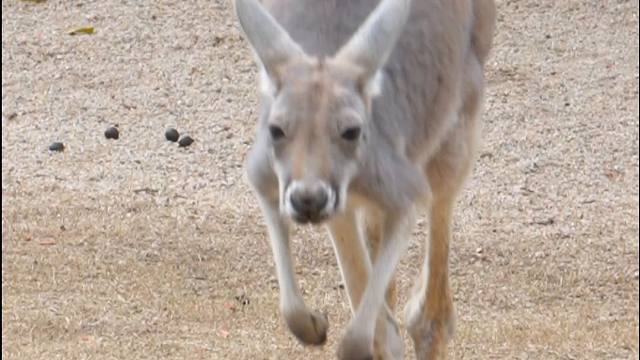 和袋鼠一起蹦蹦跳跳