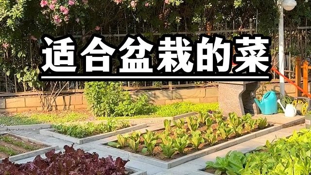 给朋友们推荐几种特别适合花盆种的菜