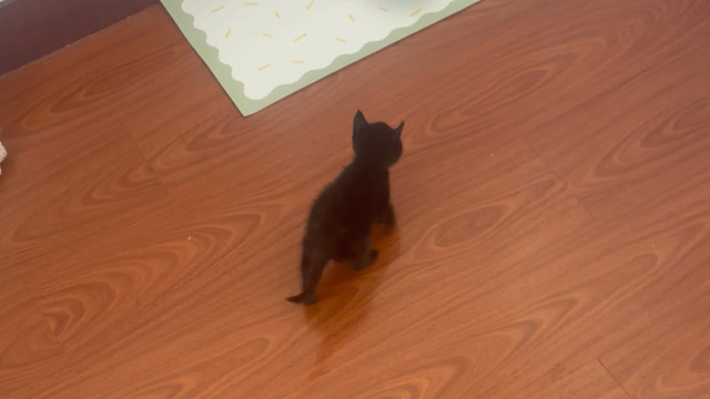 不兑，我记得没多久前他还是个六两小猫