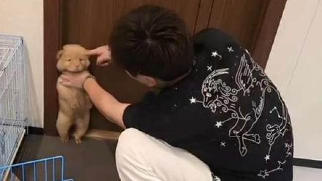 金豆虎粮长大了