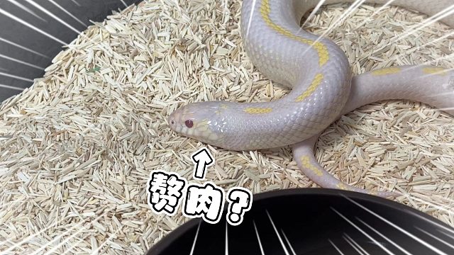 不对！过了个冬咱家肥蛇怎么又变多了