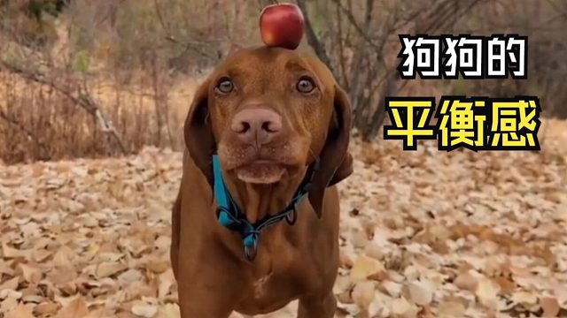 那些好玩的动物视频！