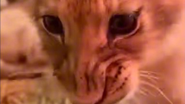 超凶小狮子把我的鞋当成猎物！