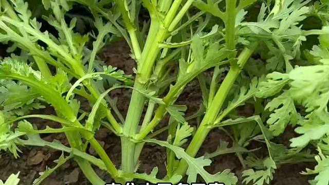这种茼蒿种一次能采收好多茬，你也种吧