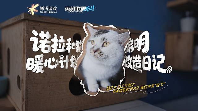 我们给400只流浪猫带来了特别的新年礼物