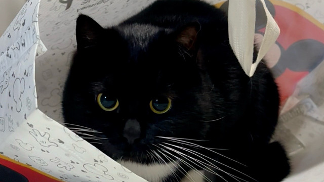 人！咪要吓你一跳！