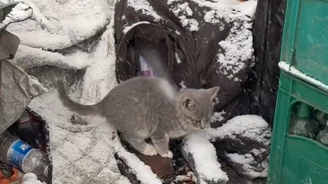 最爱冬将军！东北的冬天对流浪猫太残忍！这两个小奶猫，能撑过这个寒冬吗？