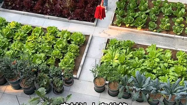 越来越多人开始关注院子