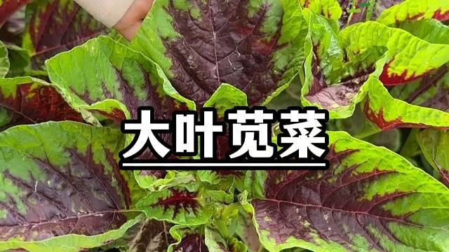 春天一到，赶紧种点这个大叶苋菜吧