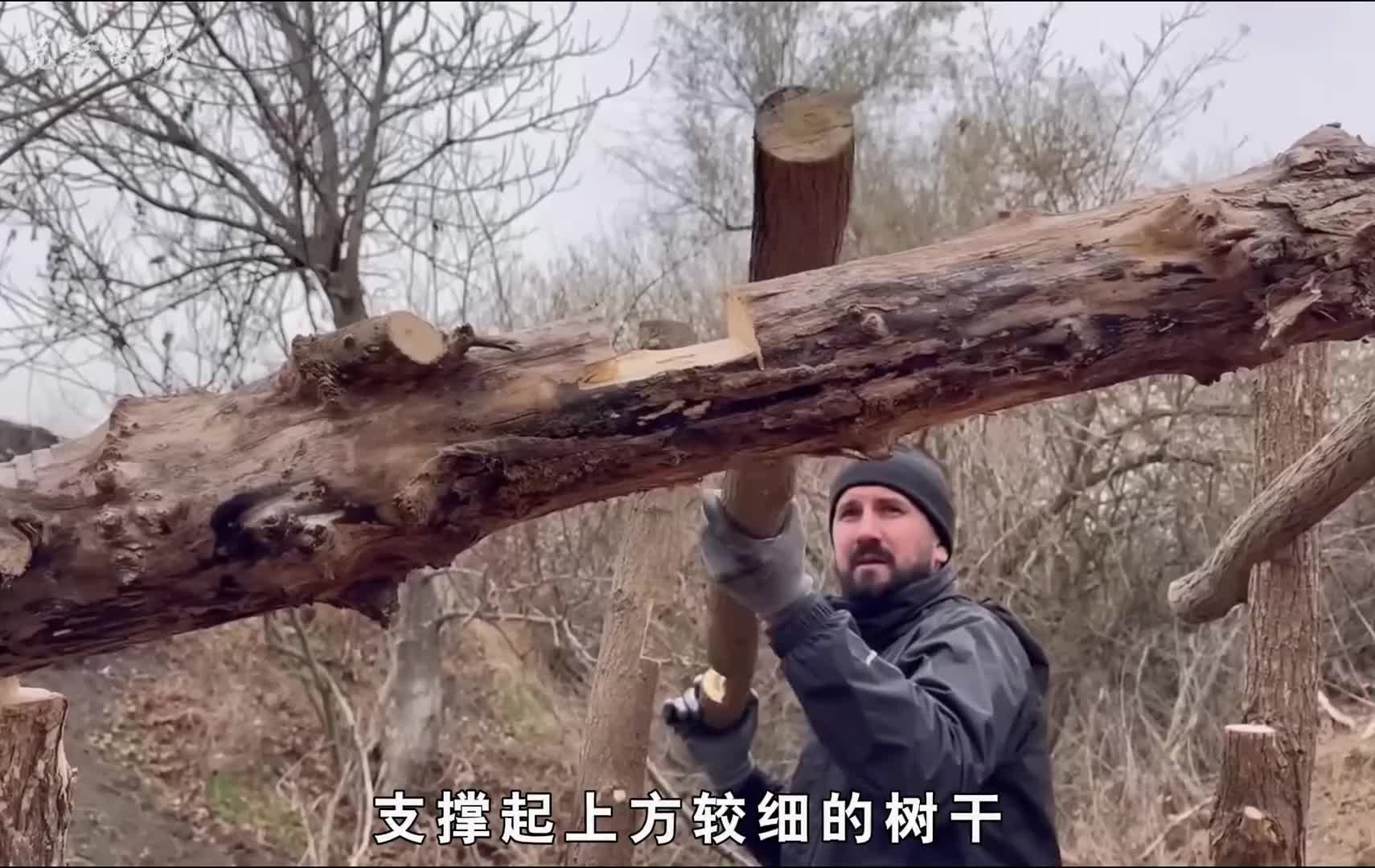 男人在悬空的树干上，建造抵御野猪攻击的庇护所