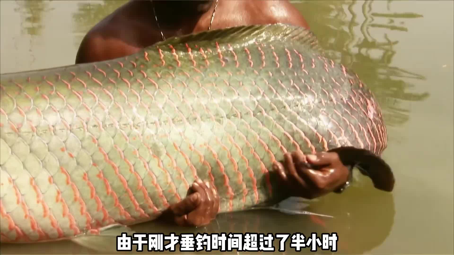 一口气看完河中巨怪第一季全集，白鲟，巨骨舌鱼，巨型黄貂鱼