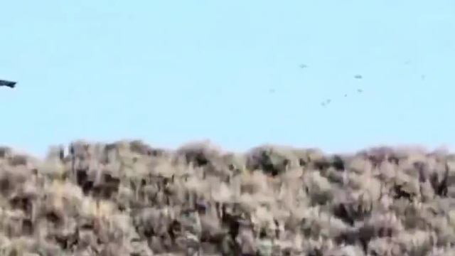 游隼的战斗力究竟有多么恐怖