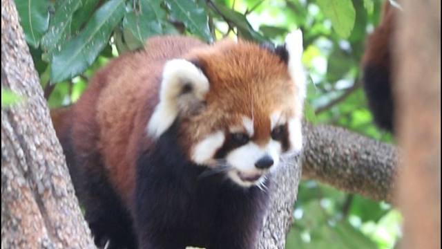在树上吃苹果的超萌小熊猫！