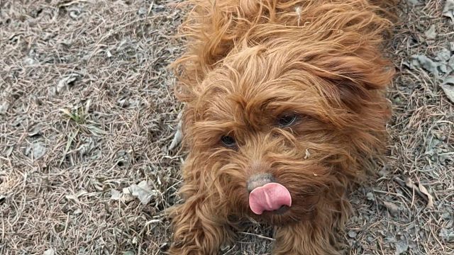 骑行的人为什么总是会吸引流浪动物的目光？