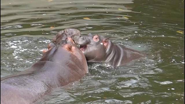 调皮捣蛋被河马妈妈教训了哈哈哈