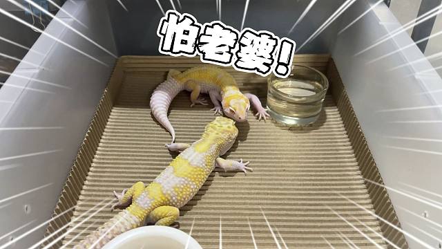 可恶！现在居然连守宫都开始怕老婆了