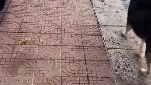 边牧看似单纯转圈，实则悄悄靠近二哈，最终把二哈闪下水达成目的。