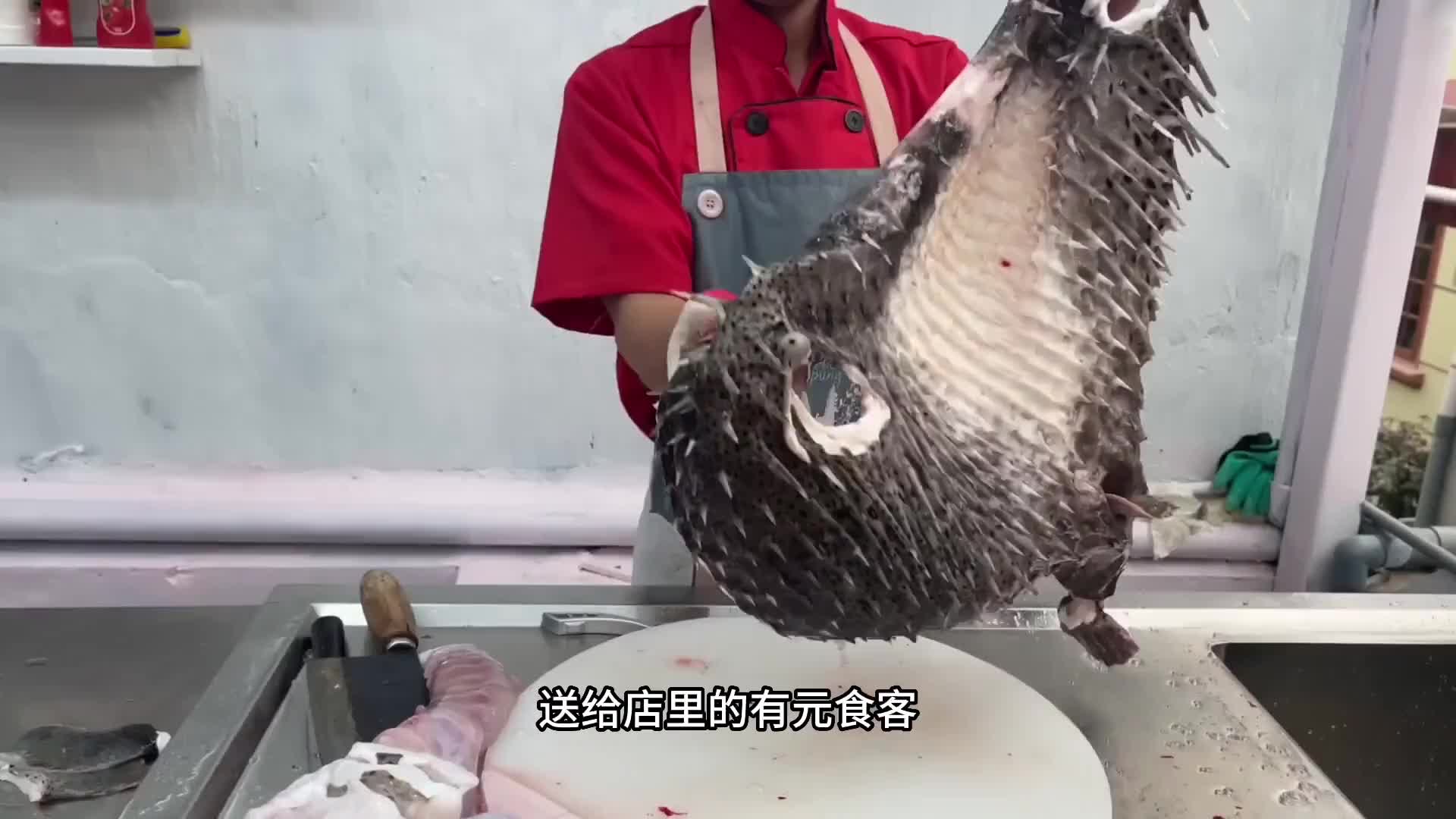像刺猬一样尖刺的刺豚被做成刺身。