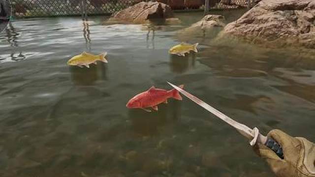 新活动摸鱼，红鲤王太好看了