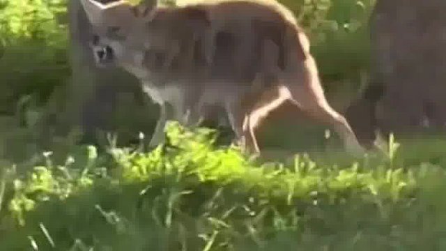 金牌猎人丧彪利用仿声模拟器消灭泛滥的郊狼