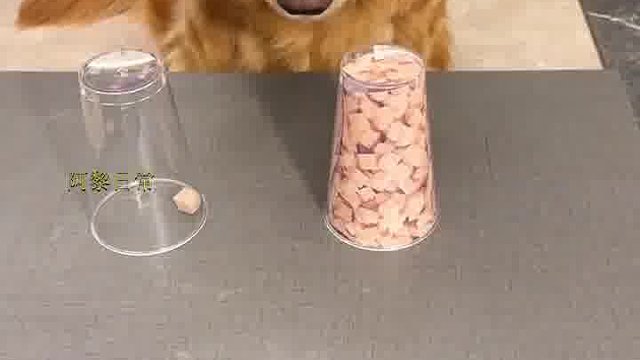 狗哥们跟你心连心，你跟哥们动脑筋啊！