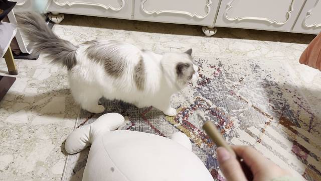 猪咪