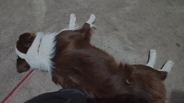 大家好我叫煤球